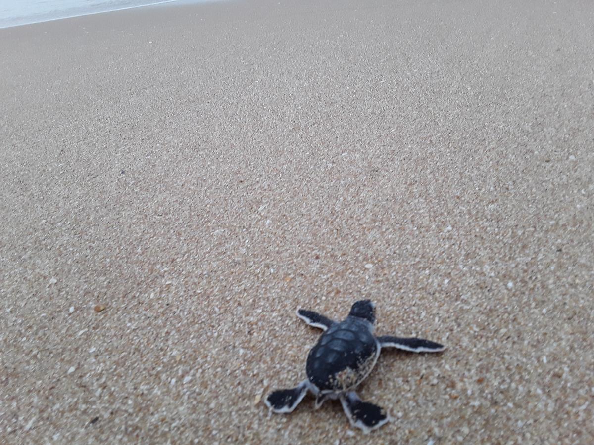 Green Turtle Tangalle Bagian luar foto